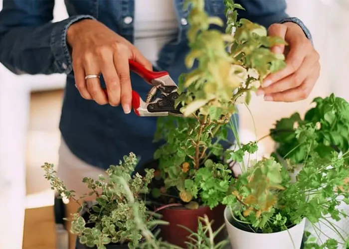 مزایای هرس گیاهان آپارتمانی
