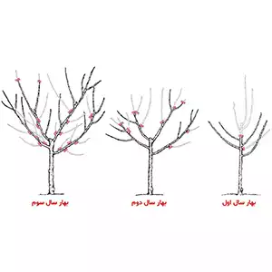 بهترین زمان هرس درخت میوه