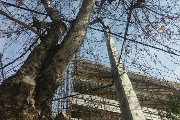 چه درختانی را نباید هرس کرد