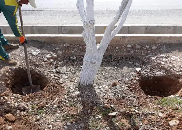 انواع چالکود