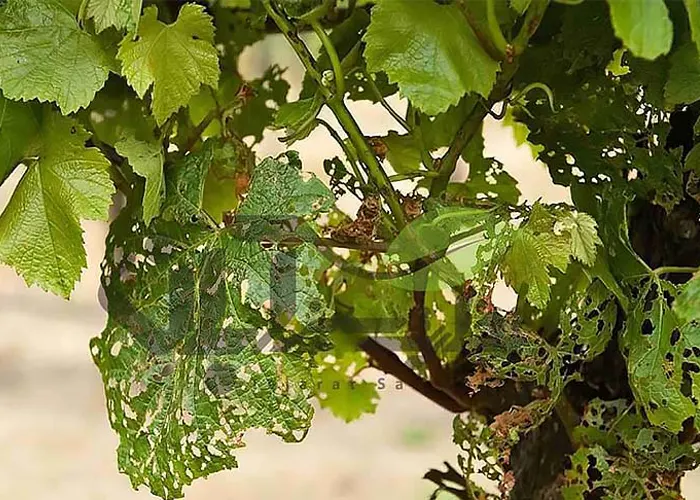 سمپاشی درختان انگور